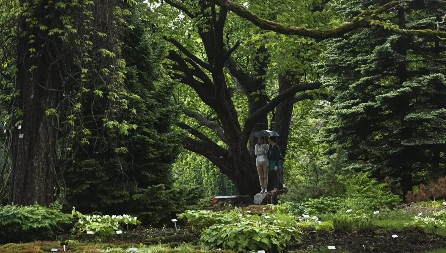 Stroll through Oslo Botanical Garden